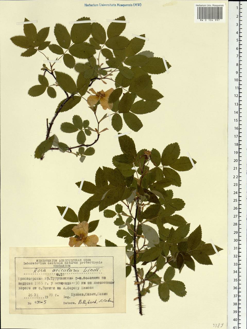 Rosa acicularis Lindl., Siberia, Central Siberia (S3) (Russia)