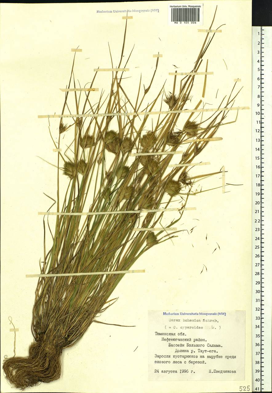Carex bohemica Schreb., Siberia, Western Siberia (S1) (Russia)