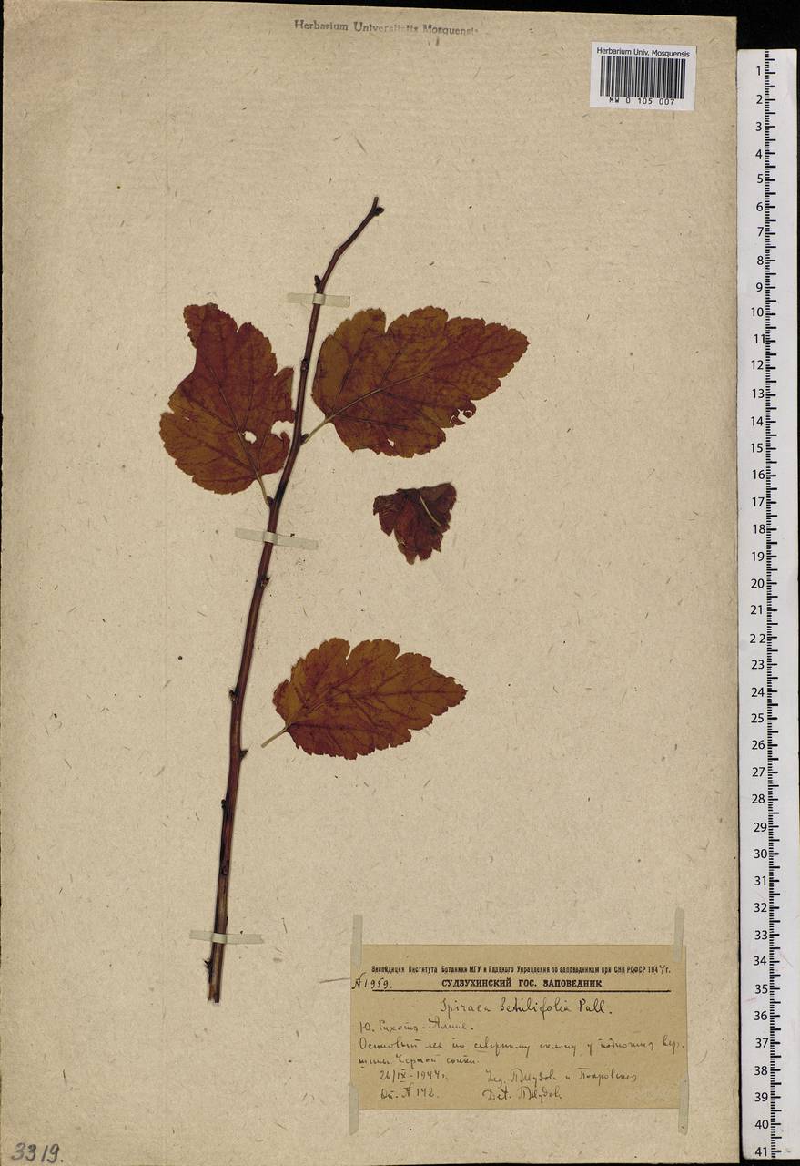Spiraea betulifolia, Siberia, Russian Far East (S6) (Russia)