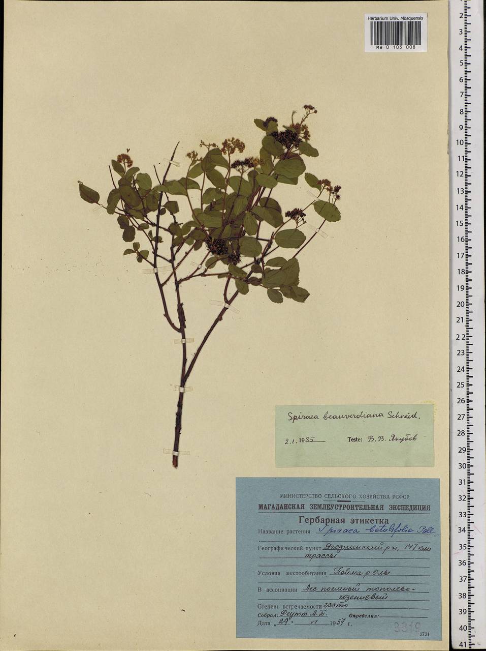 Spiraea betulifolia var. aemiliana (C. K. Schneid.) Koidz., Siberia, Chukotka & Kamchatka (S7) (Russia)