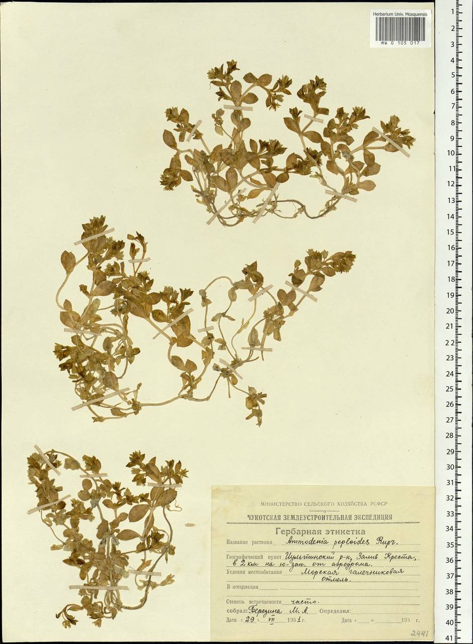 Honckenya peploides, Siberia, Chukotka & Kamchatka (S7) (Russia)