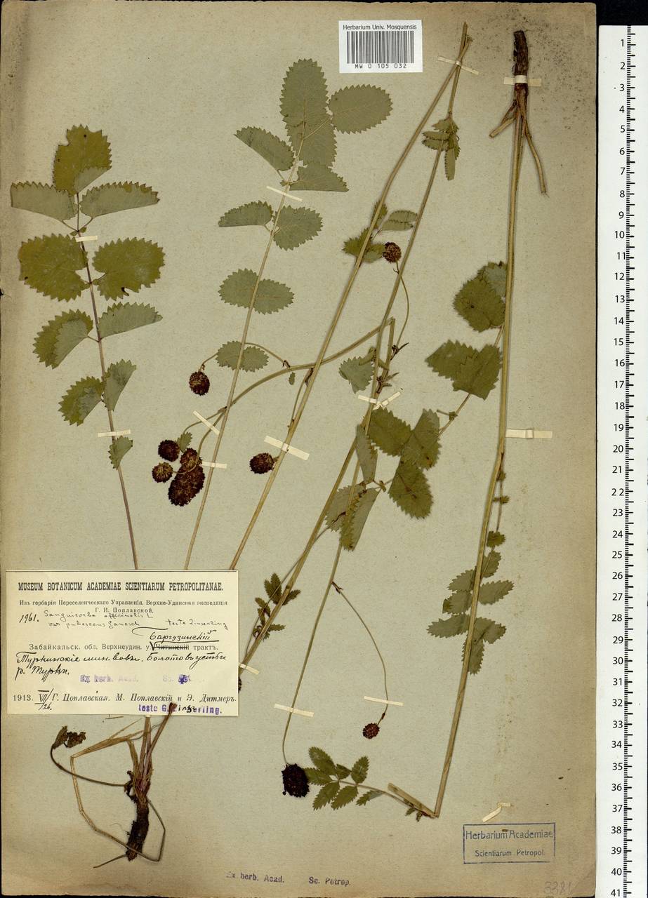 Sanguisorba officinalis L., Siberia, Baikal & Transbaikal region (S4) (Russia)