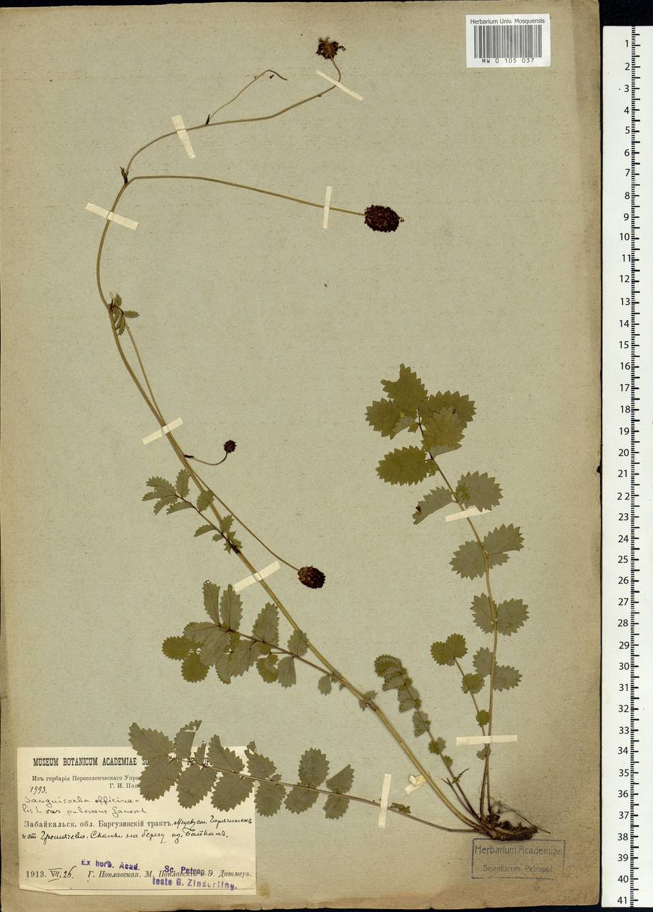 Sanguisorba officinalis L., Siberia, Baikal & Transbaikal region (S4) (Russia)