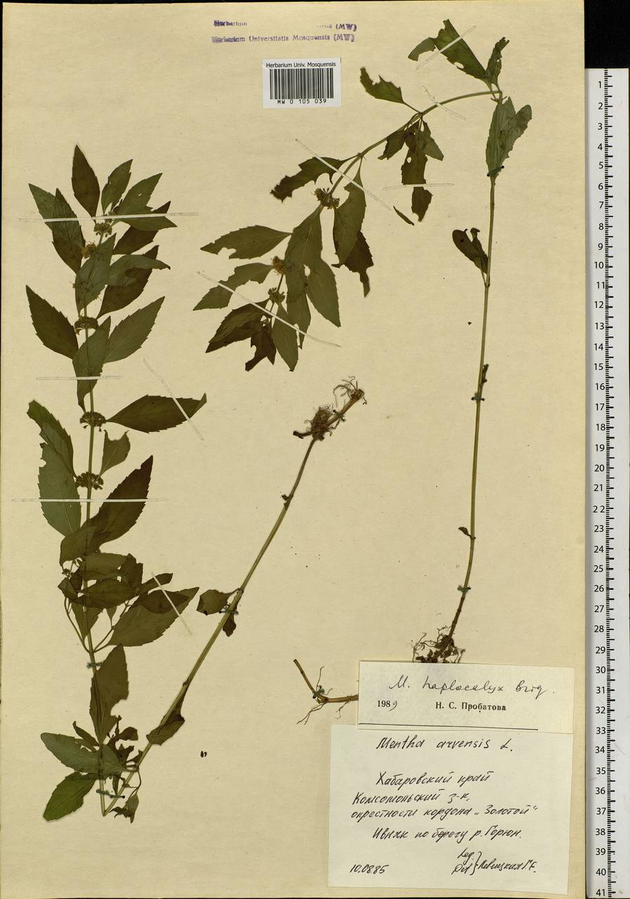 Mentha canadensis L., Siberia, Russian Far East (S6) (Russia)