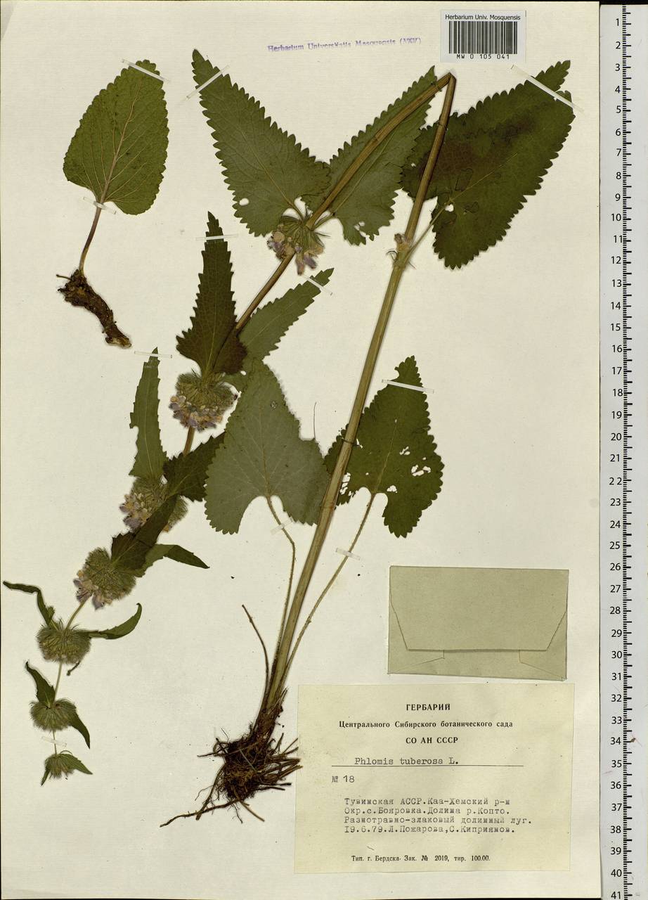 Phlomoides tuberosa (L.) Moench, Siberia, Altai & Sayany Mountains (S2) (Russia)