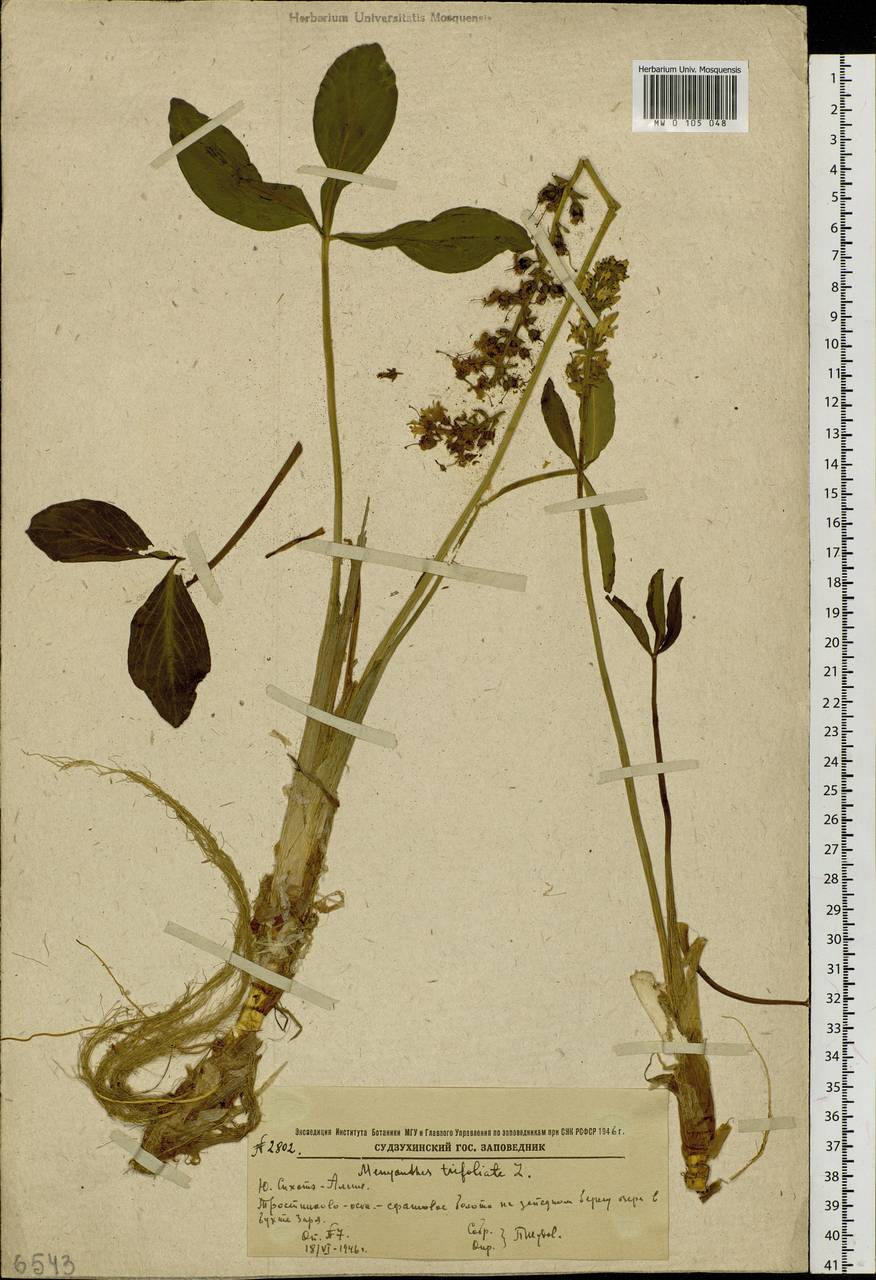 Menyanthes trifoliata L., Siberia, Russian Far East (S6) (Russia)