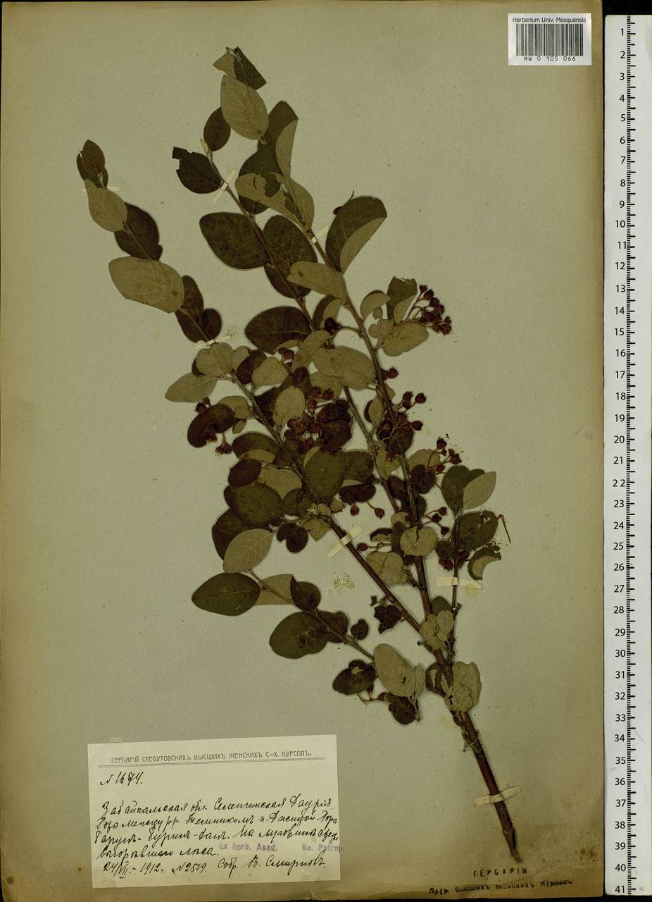 Cotoneaster acutifolius Turcz., Siberia, Baikal & Transbaikal region (S4) (Russia)