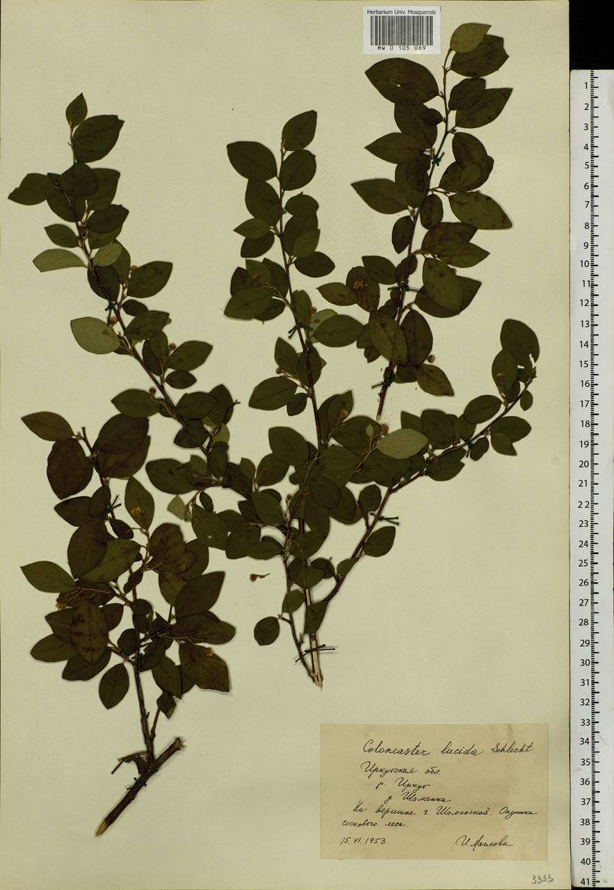 Cotoneaster acutifolius Turcz., Siberia, Baikal & Transbaikal region (S4) (Russia)