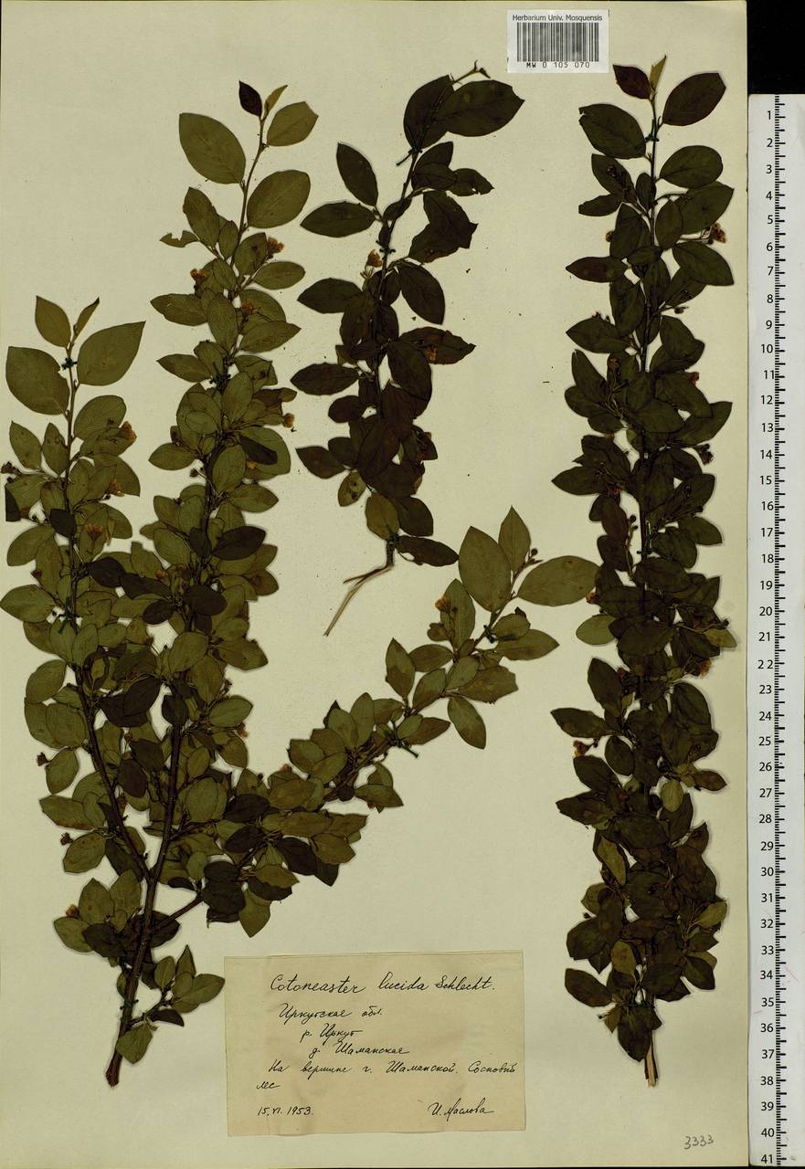 Cotoneaster acutifolius Turcz., Siberia, Baikal & Transbaikal region (S4) (Russia)