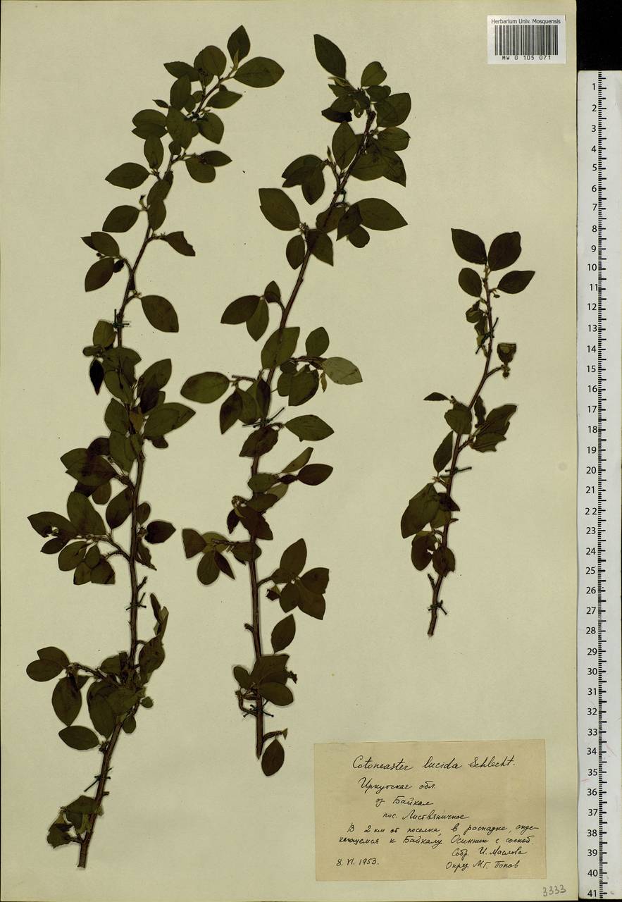 Cotoneaster acutifolius Turcz., Siberia, Baikal & Transbaikal region (S4) (Russia)