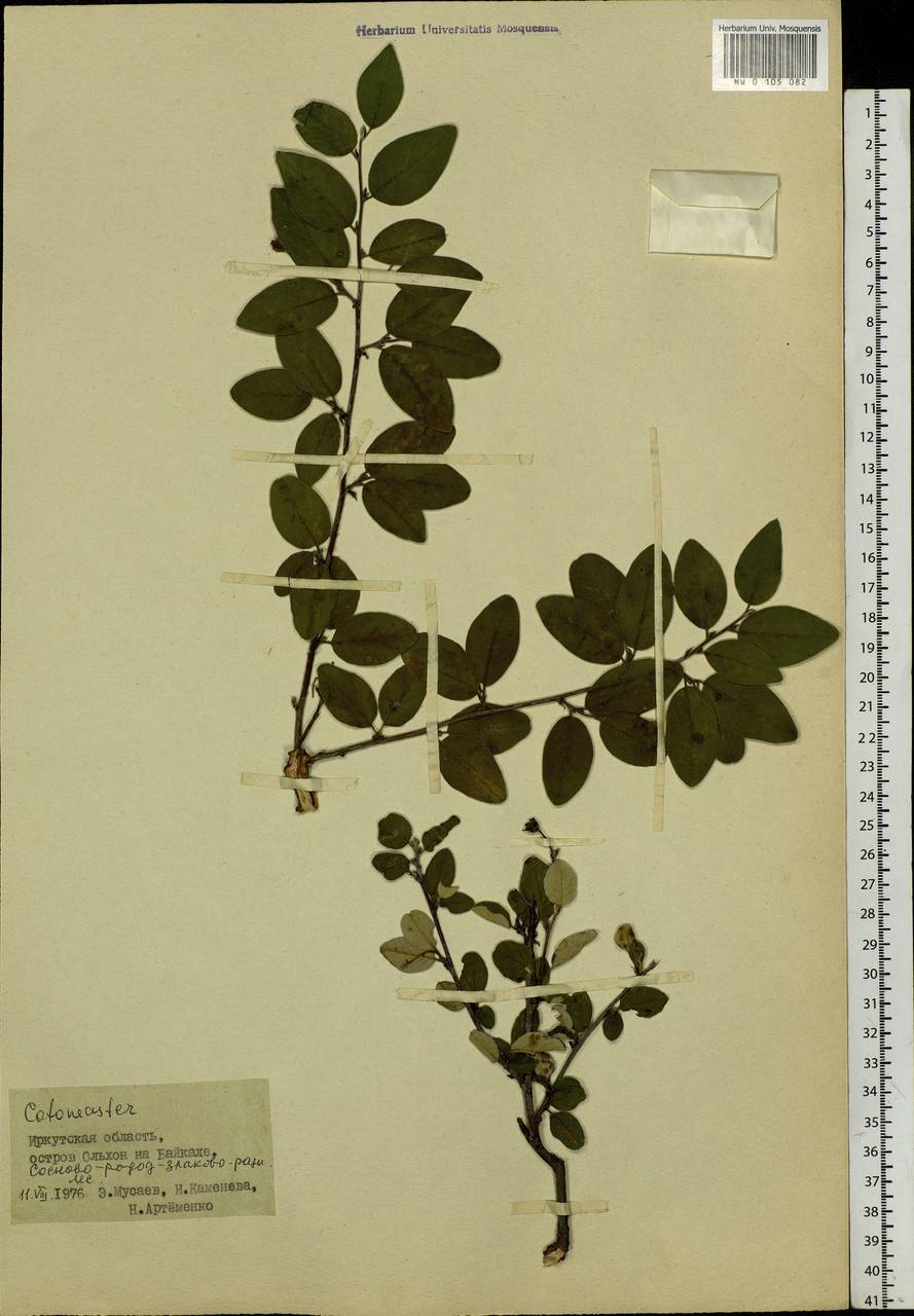 Cotoneaster, Siberia, Baikal & Transbaikal region (S4) (Russia)