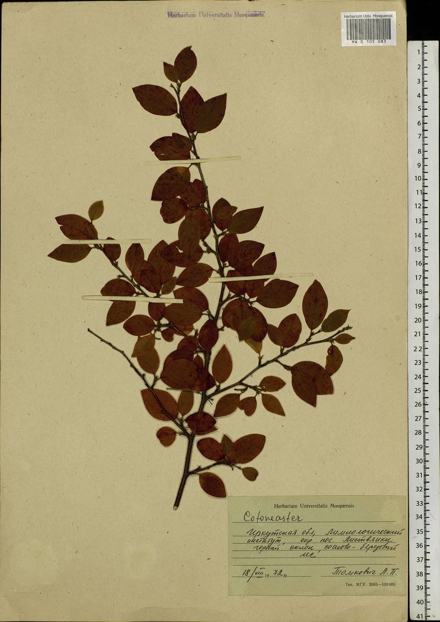 Cotoneaster, Siberia, Baikal & Transbaikal region (S4) (Russia)