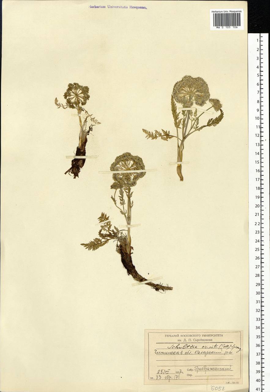 Schulzia crinita (Pall.) Spreng., Siberia, Baikal & Transbaikal region (S4) (Russia)