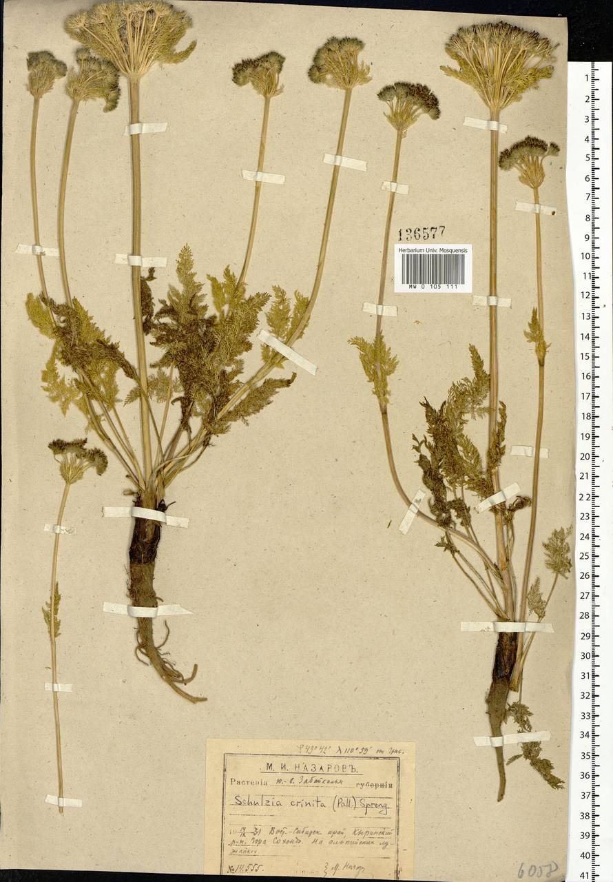 Schulzia crinita (Pall.) Spreng., Siberia, Baikal & Transbaikal region (S4) (Russia)