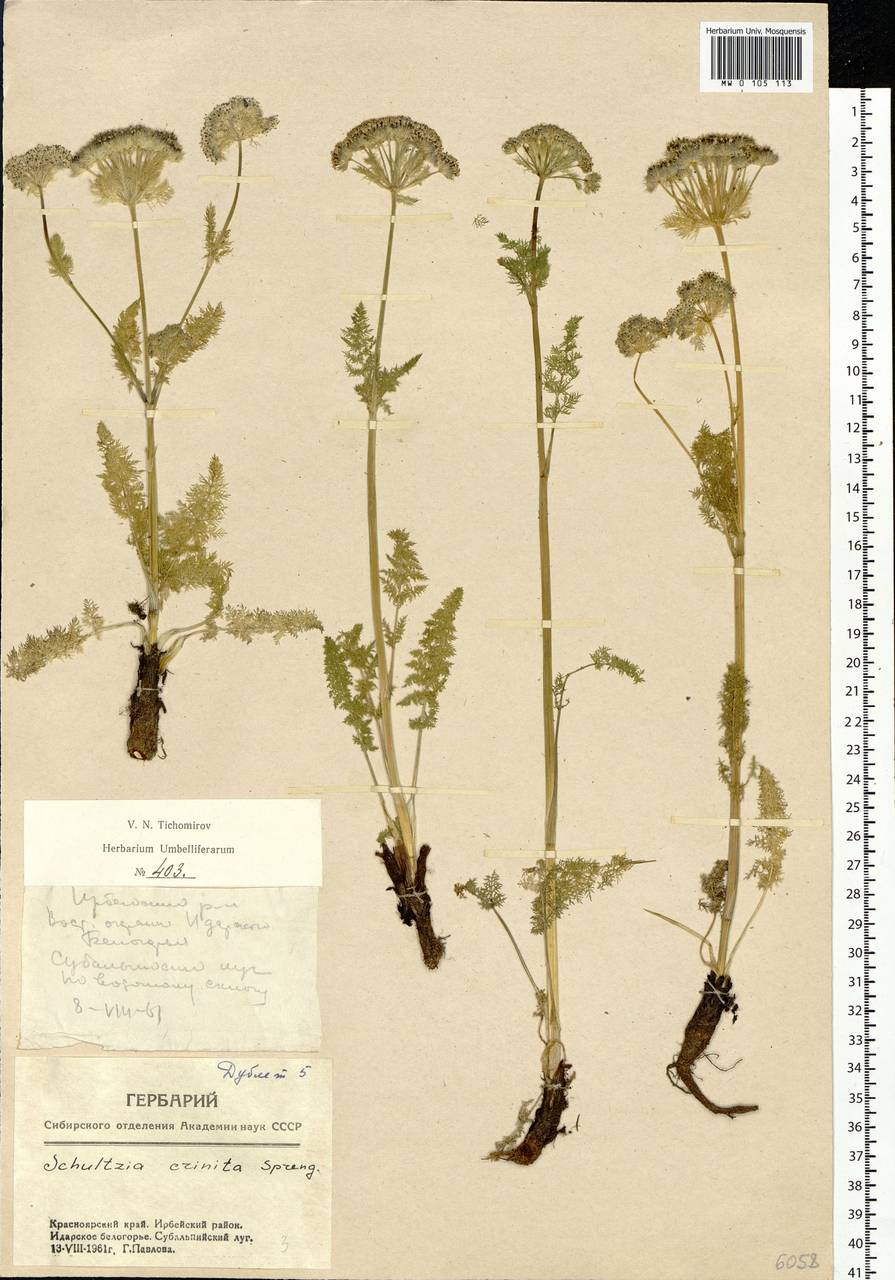 Schulzia crinita (Pall.) Spreng., Siberia, Central Siberia (S3) (Russia)