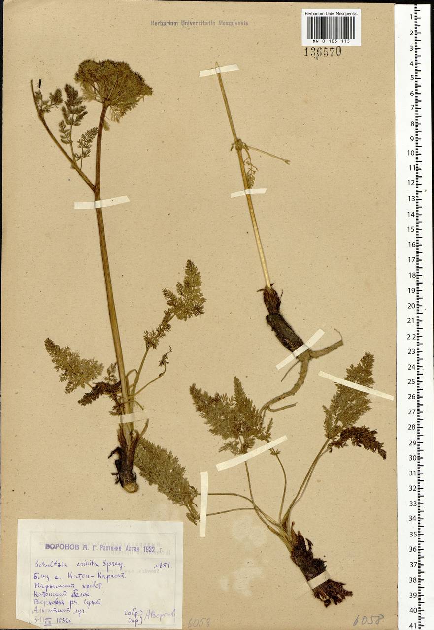 Schulzia crinita (Pall.) Spreng., Siberia, Western (Kazakhstan) Altai Mountains (S2a) (Kazakhstan)