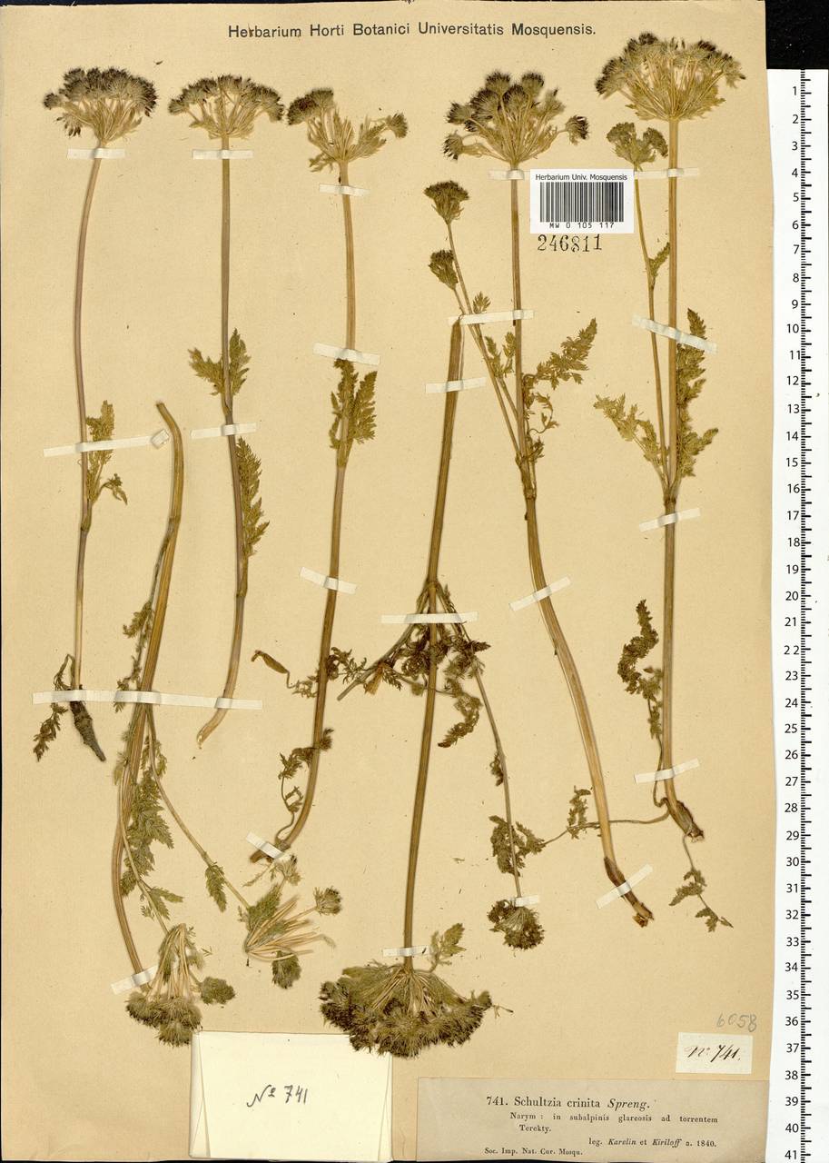 Schulzia crinita (Pall.) Spreng., Siberia, Western (Kazakhstan) Altai Mountains (S2a) (Kazakhstan)