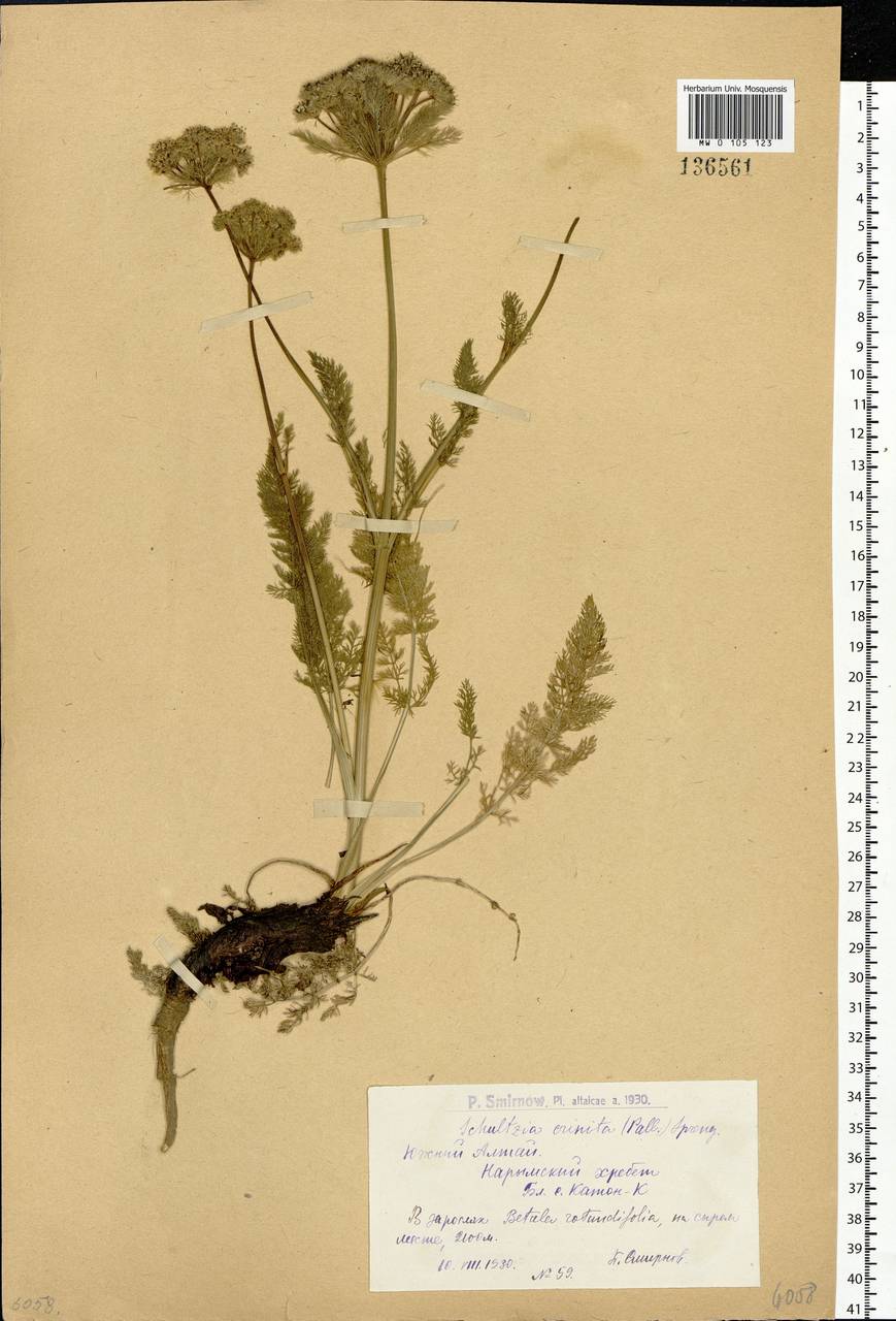 Schulzia crinita (Pall.) Spreng., Siberia, Western (Kazakhstan) Altai Mountains (S2a) (Kazakhstan)