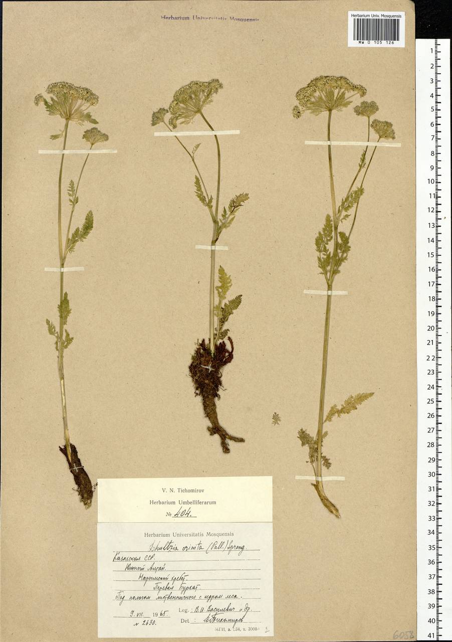 Schulzia crinita (Pall.) Spreng., Siberia, Western (Kazakhstan) Altai Mountains (S2a) (Kazakhstan)