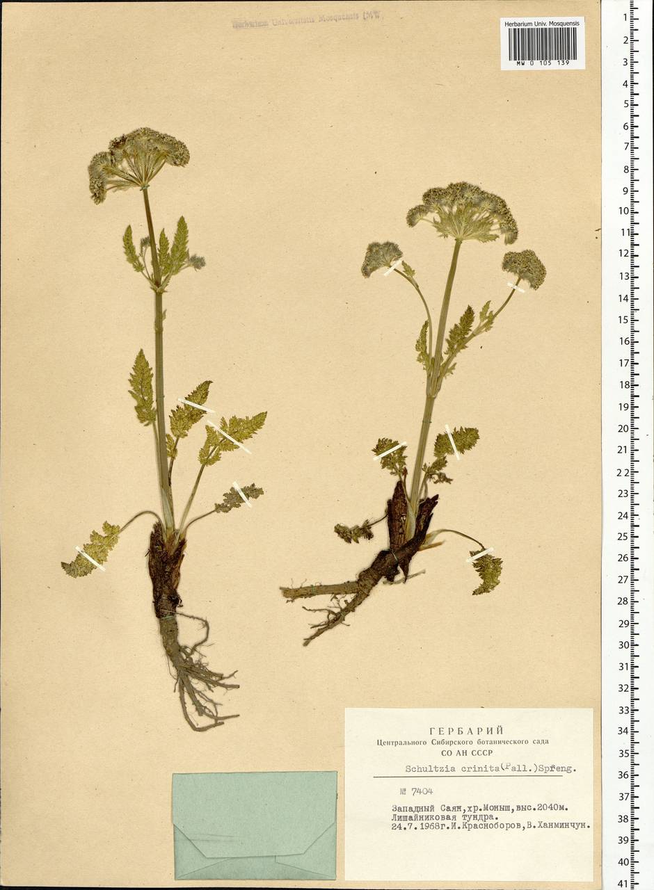 Schulzia crinita (Pall.) Spreng., Siberia, Altai & Sayany Mountains (S2) (Russia)