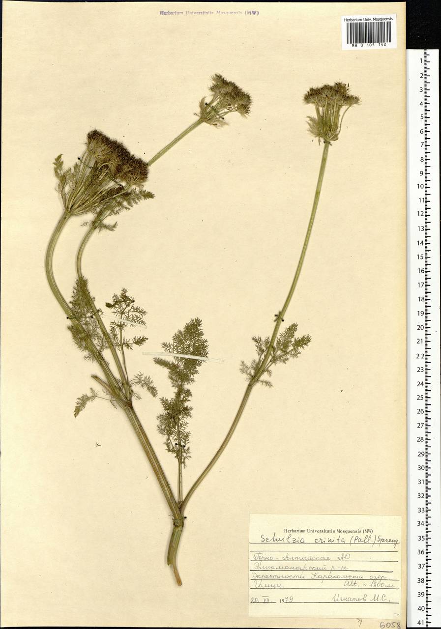 Schulzia crinita (Pall.) Spreng., Siberia, Altai & Sayany Mountains (S2) (Russia)