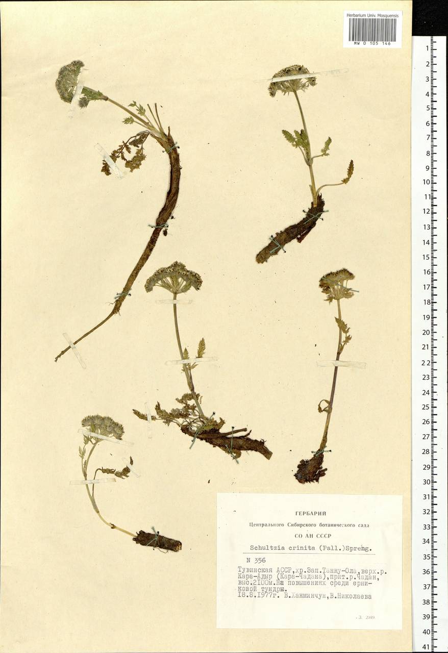 Schulzia crinita (Pall.) Spreng., Siberia, Altai & Sayany Mountains (S2) (Russia)
