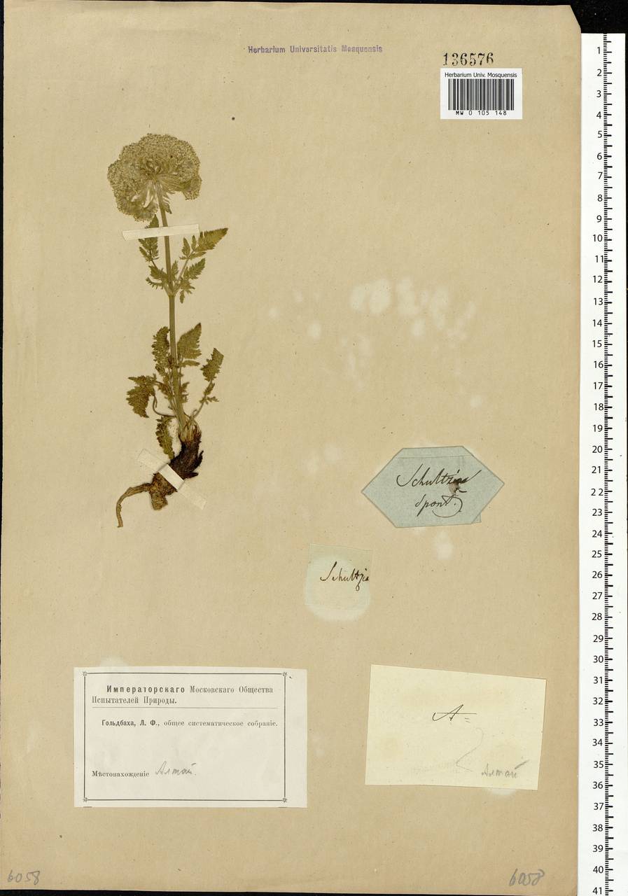 Schulzia crinita (Pall.) Spreng., Siberia, Altai & Sayany Mountains (S2) (Russia)