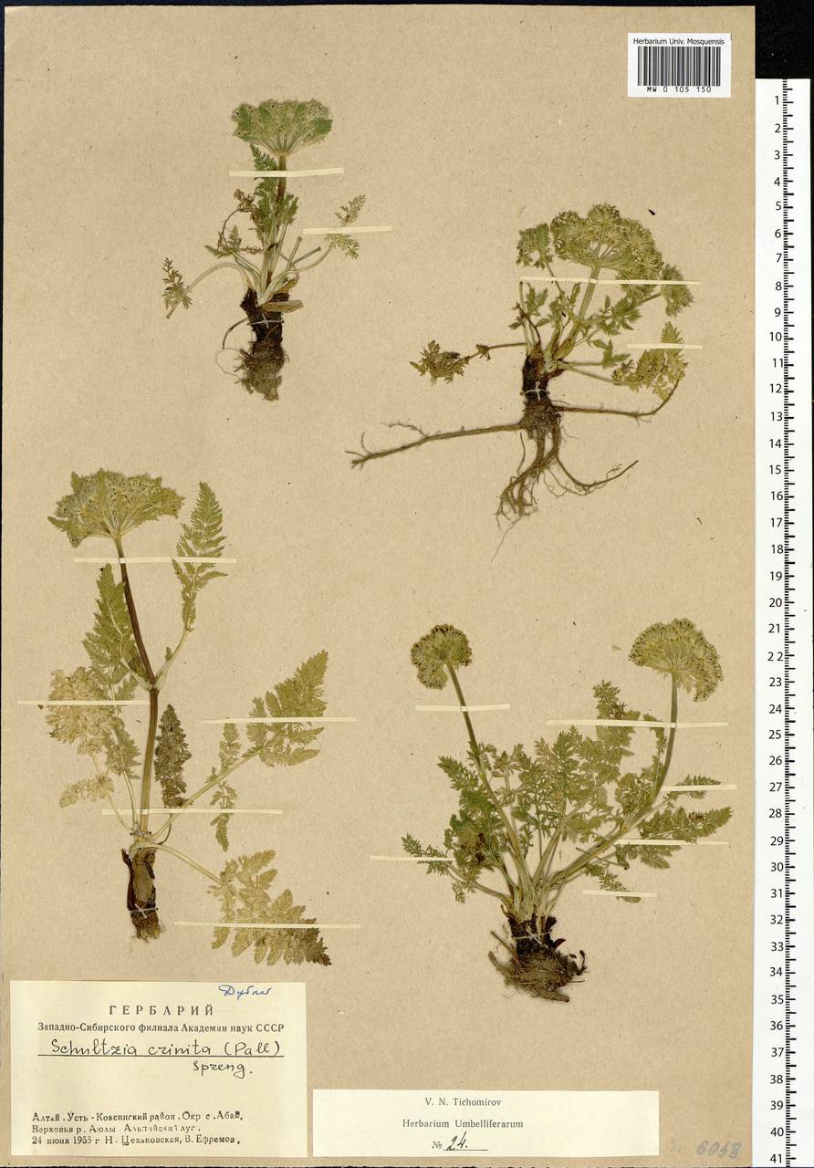 Schulzia crinita (Pall.) Spreng., Siberia, Altai & Sayany Mountains (S2) (Russia)