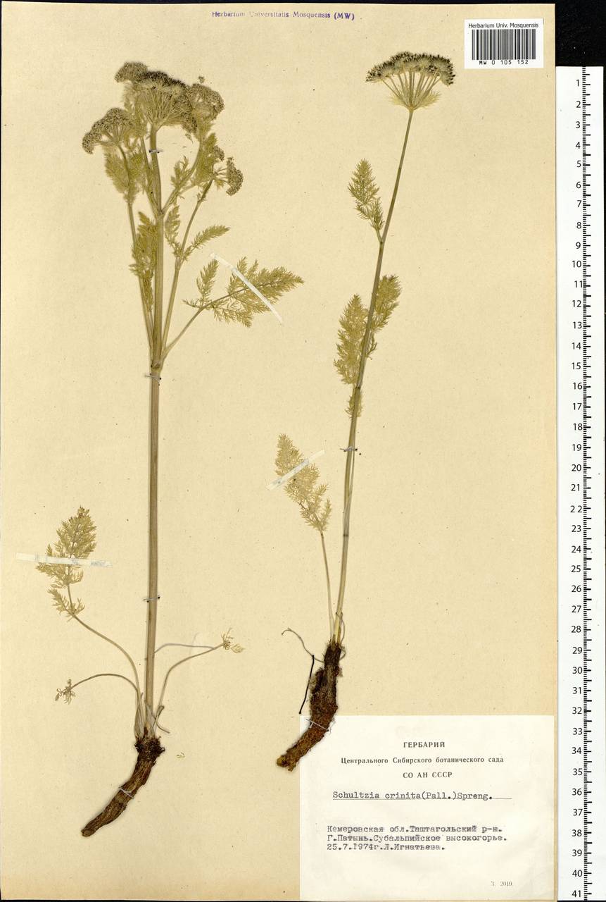 Schulzia crinita (Pall.) Spreng., Siberia, Altai & Sayany Mountains (S2) (Russia)