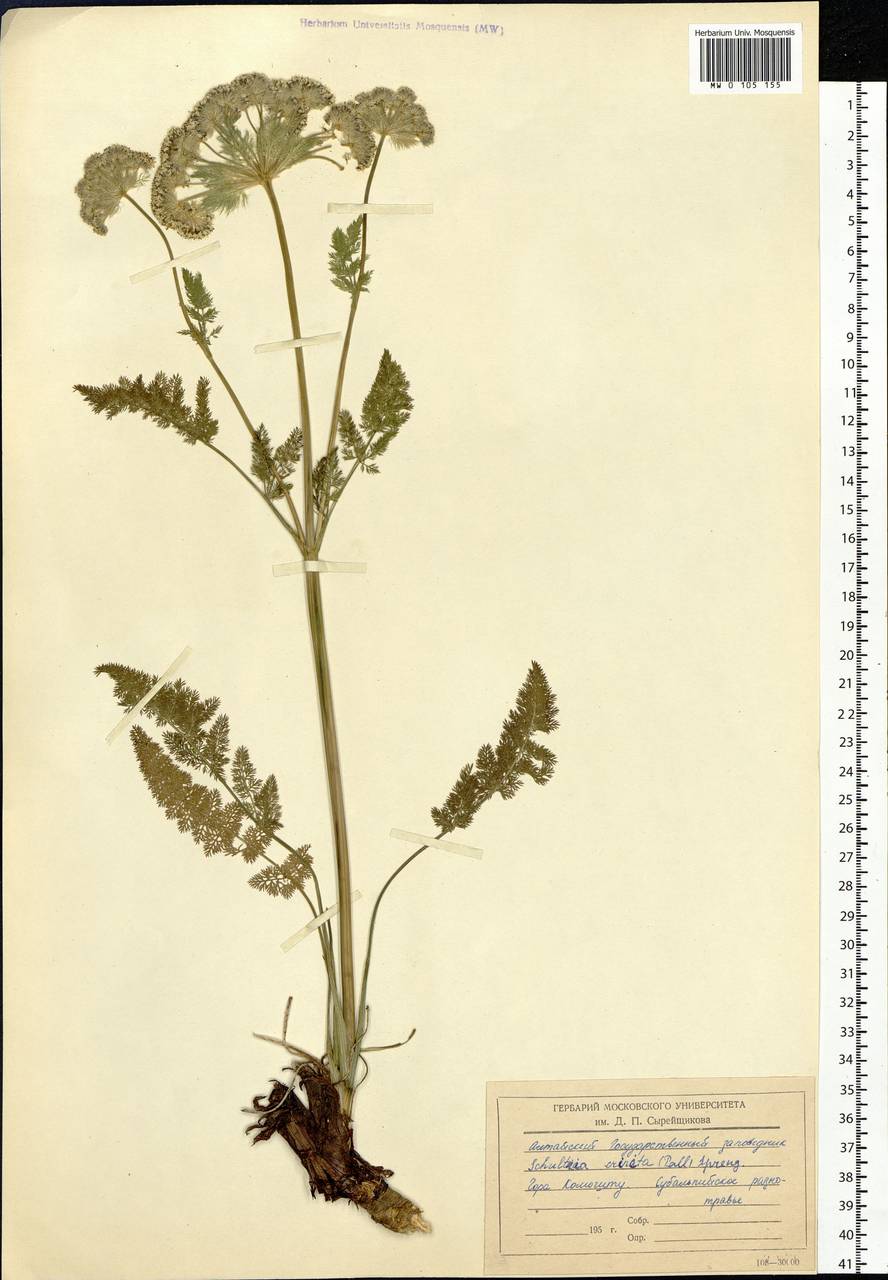 Schulzia crinita (Pall.) Spreng., Siberia, Altai & Sayany Mountains (S2) (Russia)