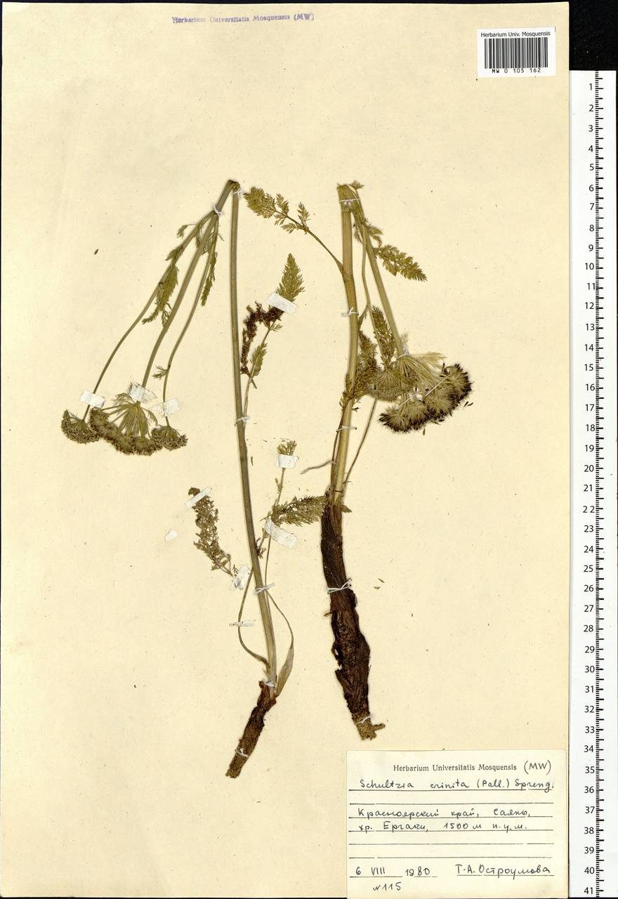 Schulzia crinita (Pall.) Spreng., Siberia, Altai & Sayany Mountains (S2) (Russia)