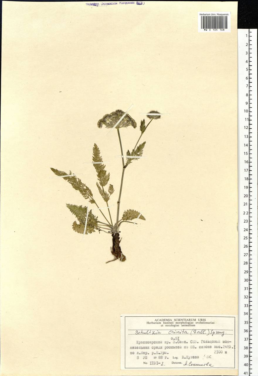 Schulzia crinita (Pall.) Spreng., Siberia, Altai & Sayany Mountains (S2) (Russia)