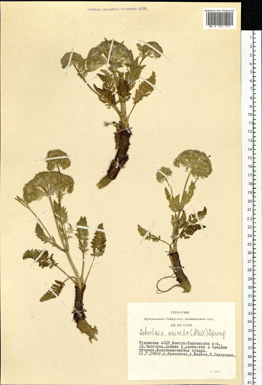 Schulzia crinita (Pall.) Spreng., Siberia, Altai & Sayany Mountains (S2) (Russia)