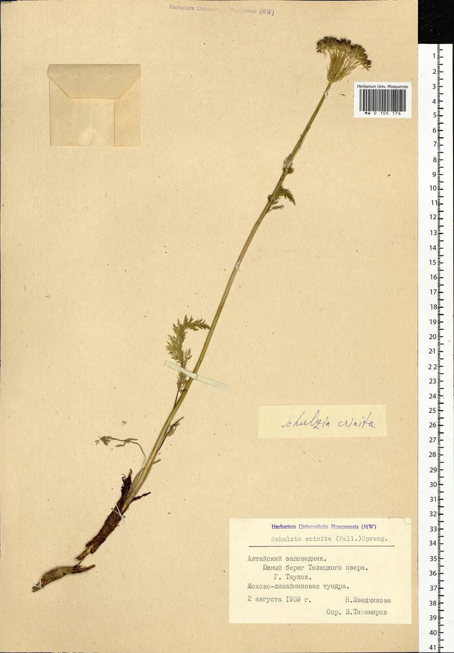 Schulzia crinita (Pall.) Spreng., Siberia, Altai & Sayany Mountains (S2) (Russia)