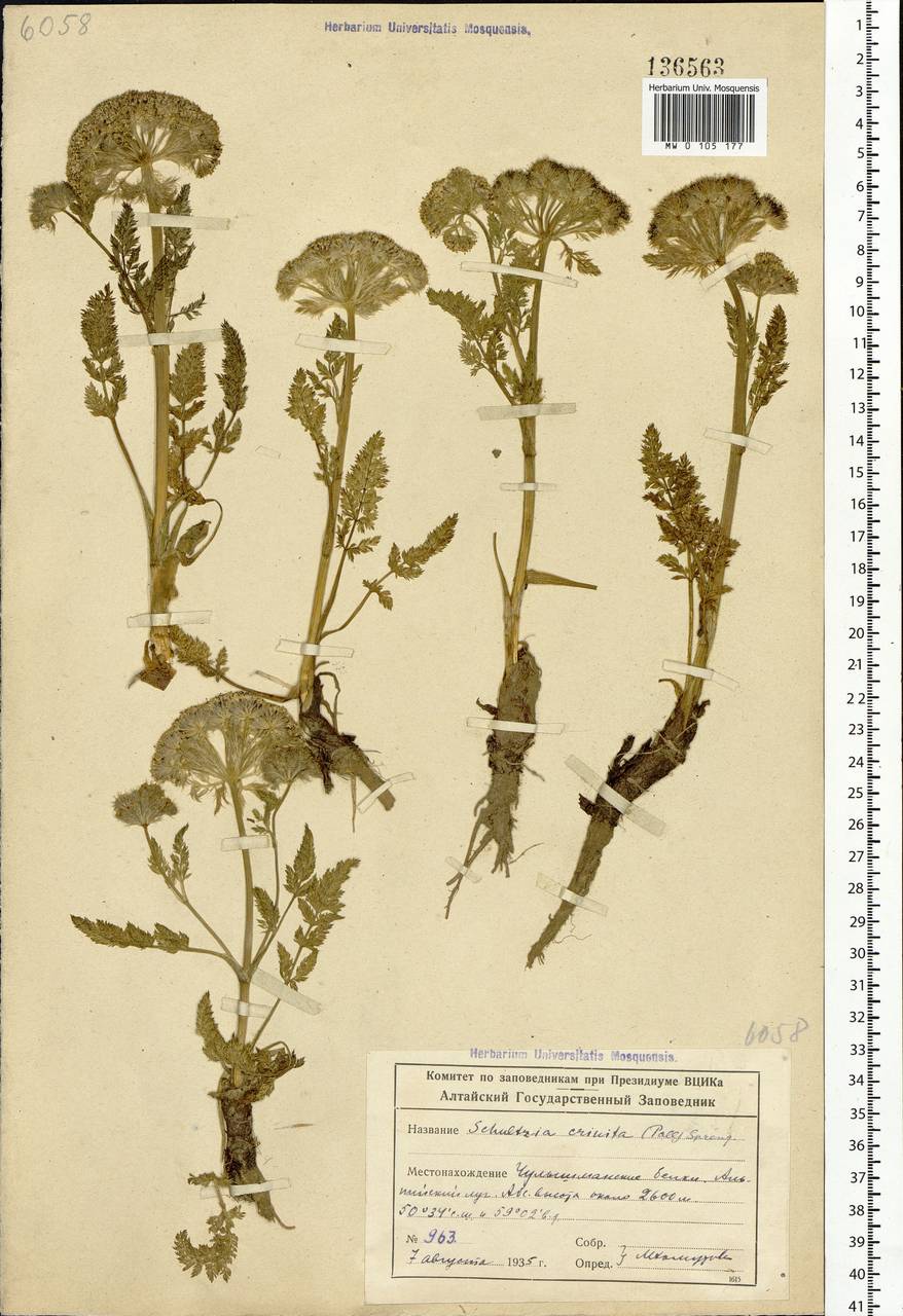 Schulzia crinita (Pall.) Spreng., Siberia, Altai & Sayany Mountains (S2) (Russia)