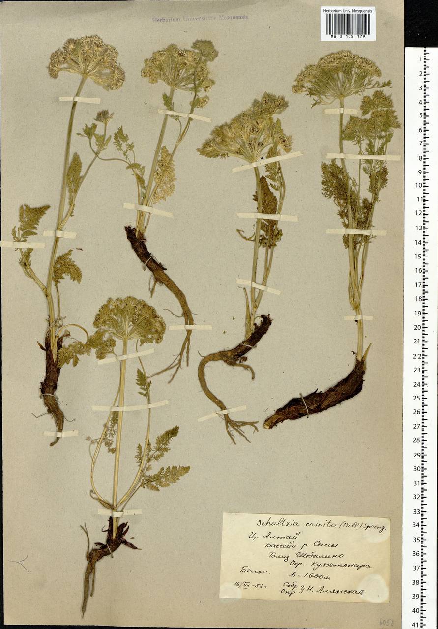Schulzia crinita (Pall.) Spreng., Siberia, Altai & Sayany Mountains (S2) (Russia)