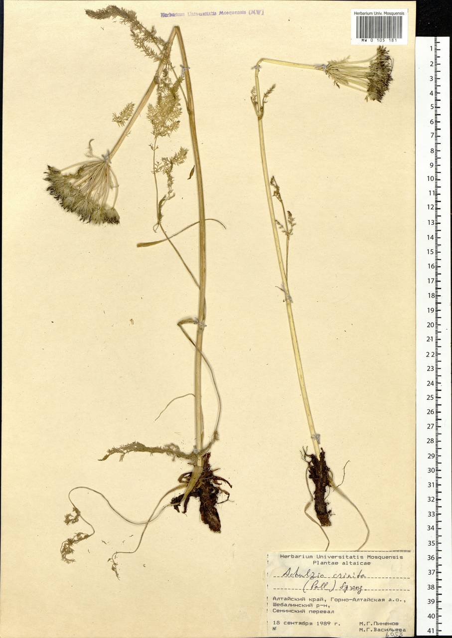 Schulzia crinita (Pall.) Spreng., Siberia, Altai & Sayany Mountains (S2) (Russia)