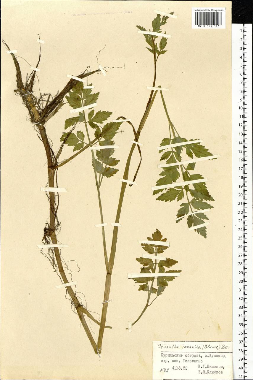 Oenanthe javanica (Blume) DC., Siberia, Russian Far East (S6) (Russia)