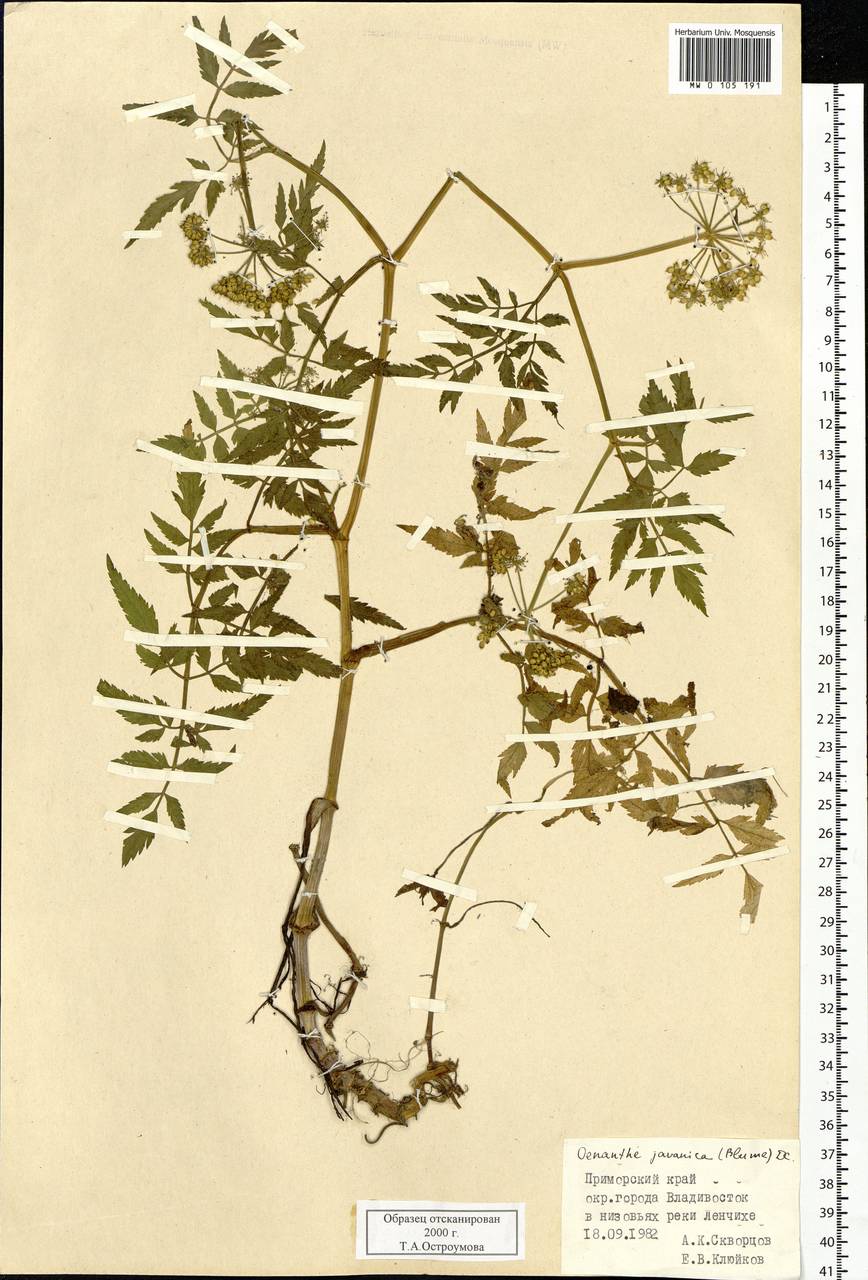 Oenanthe javanica (Blume) DC., Siberia, Russian Far East (S6) (Russia)