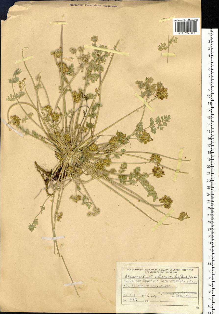 Stenocoelium athamantoides (M.Bieb.) Ledeb., Siberia, Western (Kazakhstan) Altai Mountains (S2a) (Kazakhstan)
