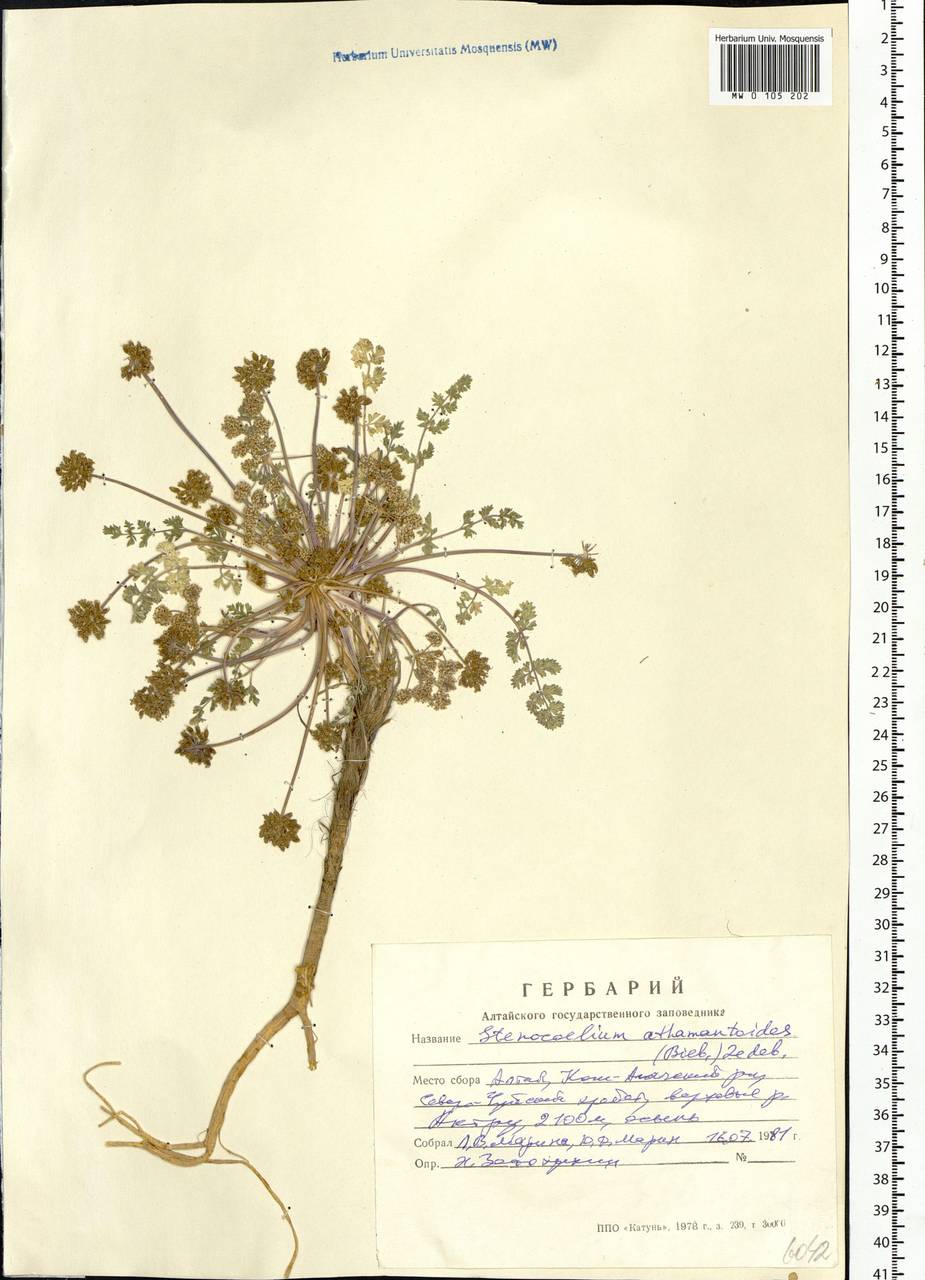 Stenocoelium athamantoides (M. Bieb.) Ledeb., Siberia, Altai & Sayany Mountains (S2) (Russia)