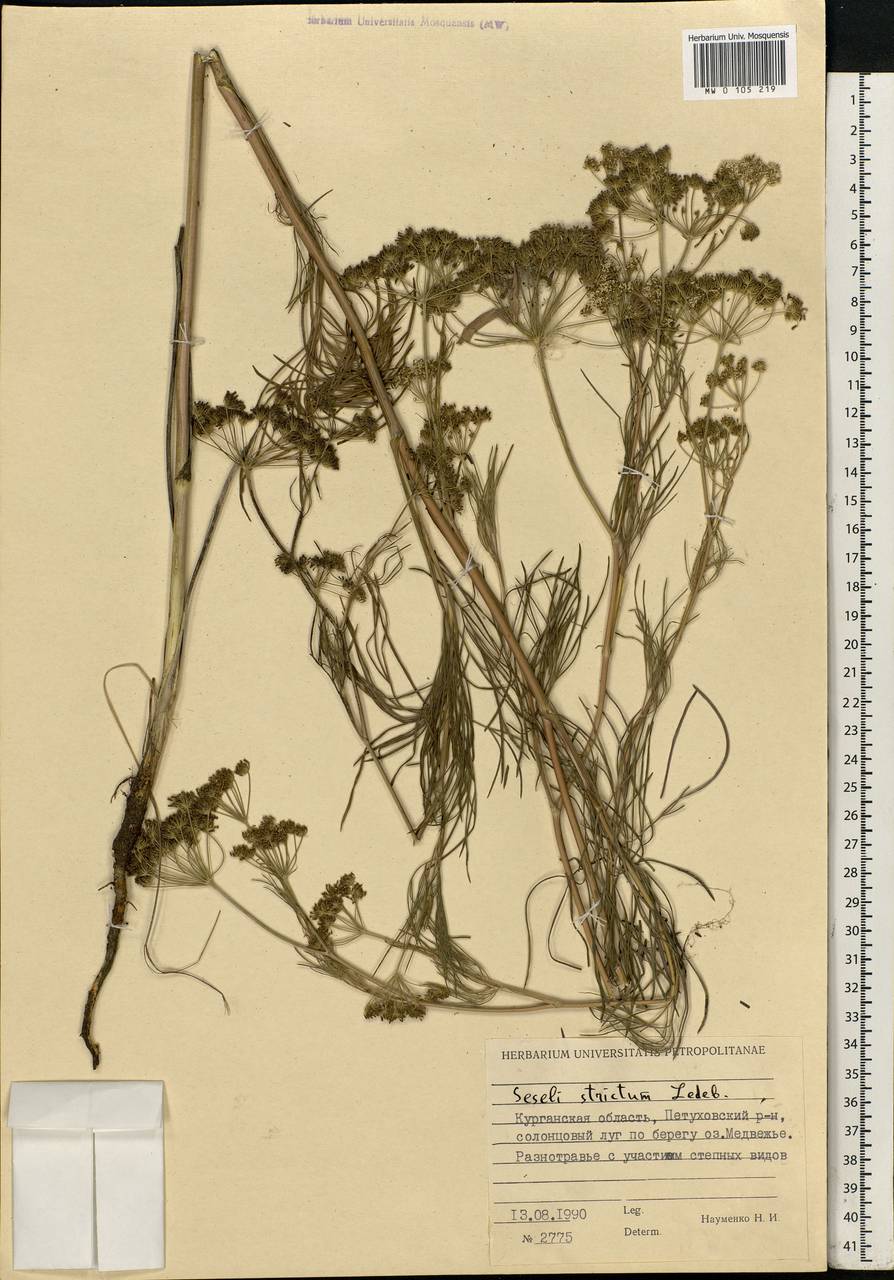 Seseli strictum Ledeb., Siberia, Western Siberia (S1) (Russia)