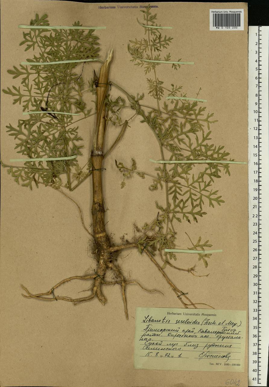 Seseli seseloides (Fisch. & C.A.Mey. ex Turcz.) M.Hiroe, Siberia, Russian Far East (S6) (Russia)