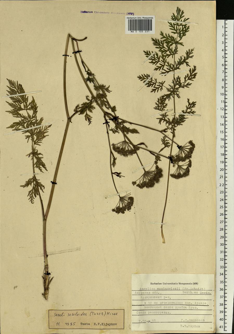 Seseli seseloides (Fisch. & C. A. Mey. ex Turcz.) M. Hiroe, Siberia, Russian Far East (S6) (Russia)