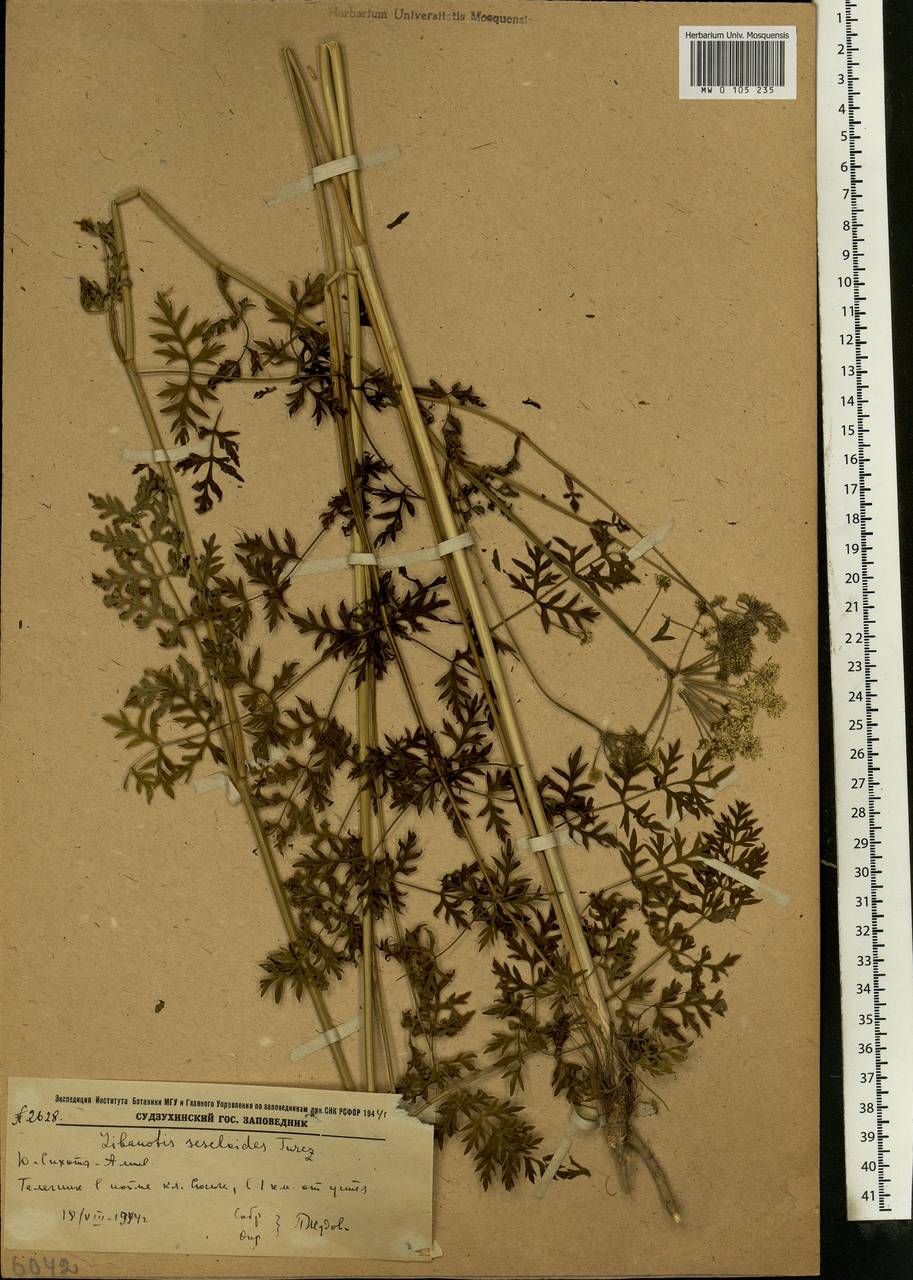 Seseli seseloides (Fisch. & C.A.Mey. ex Turcz.) M.Hiroe, Siberia, Russian Far East (S6) (Russia)