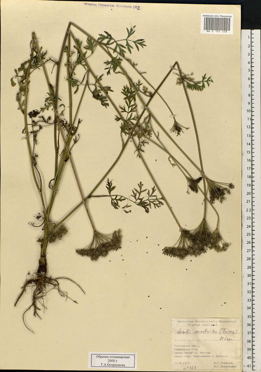 Seseli seseloides (Fisch. & C. A. Mey. ex Turcz.) M. Hiroe, Siberia, Baikal & Transbaikal region (S4) (Russia)
