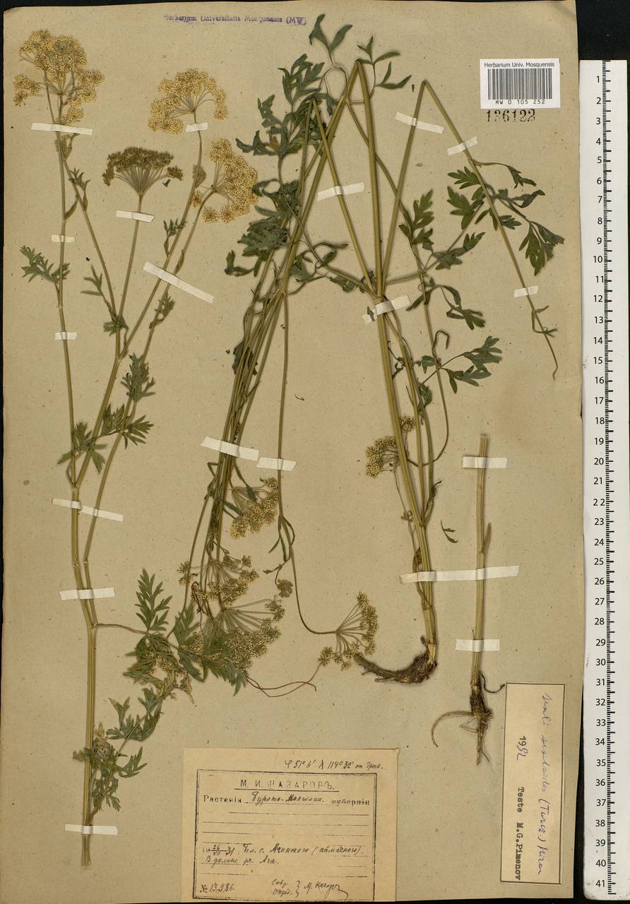 Seseli seseloides (Fisch. & C.A.Mey. ex Turcz.) M.Hiroe, Siberia, Baikal & Transbaikal region (S4) (Russia)