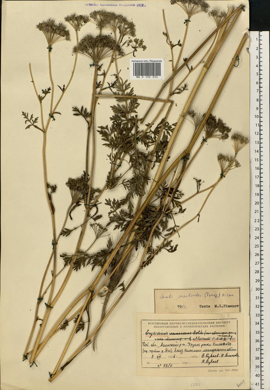 Seseli seseloides (Fisch. & C.A.Mey. ex Turcz.) M.Hiroe, Siberia, Baikal & Transbaikal region (S4) (Russia)