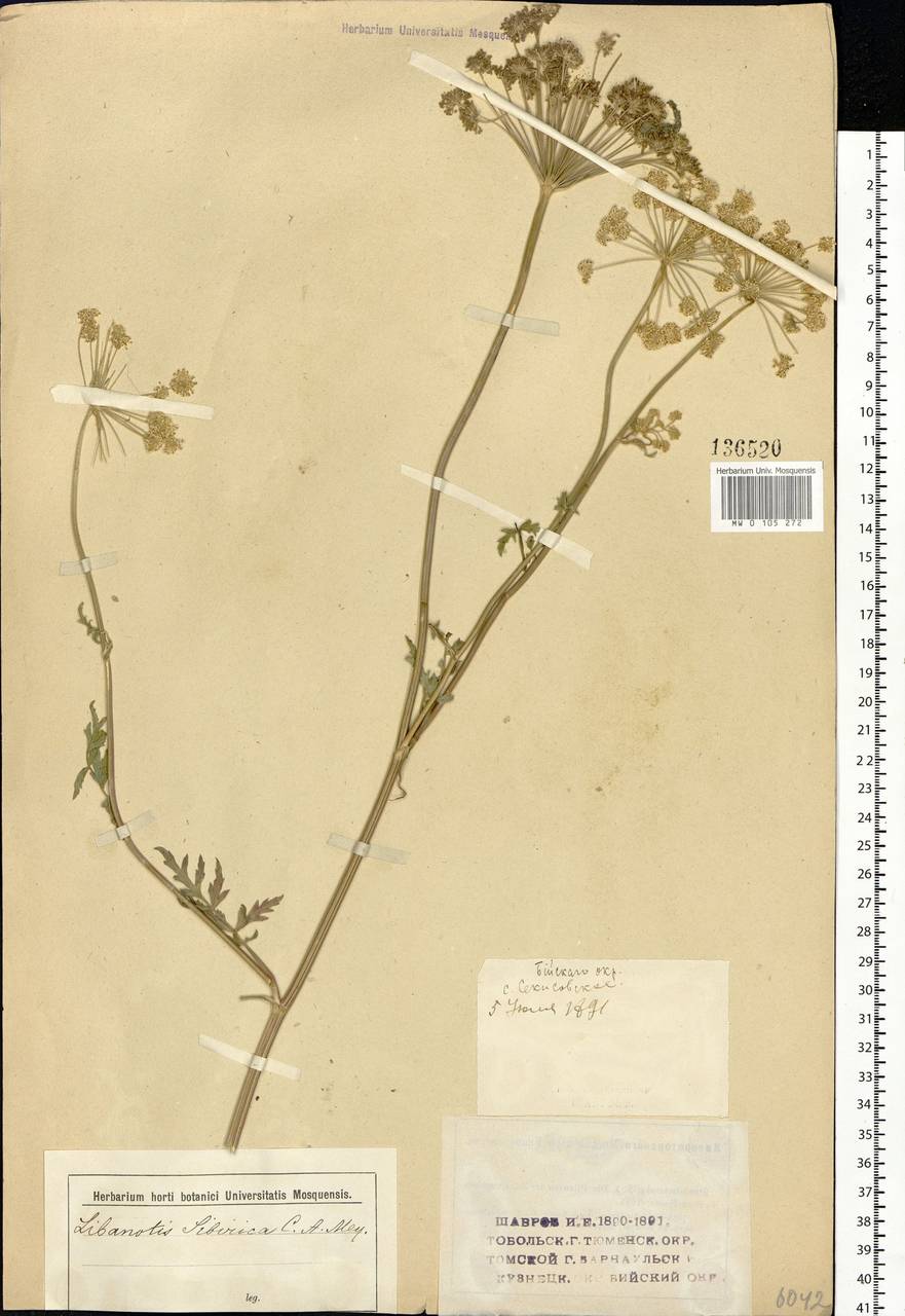 Seseli libanotis (L.) W.D.J.Koch, Siberia, Western (Kazakhstan) Altai Mountains (S2a) (Kazakhstan)