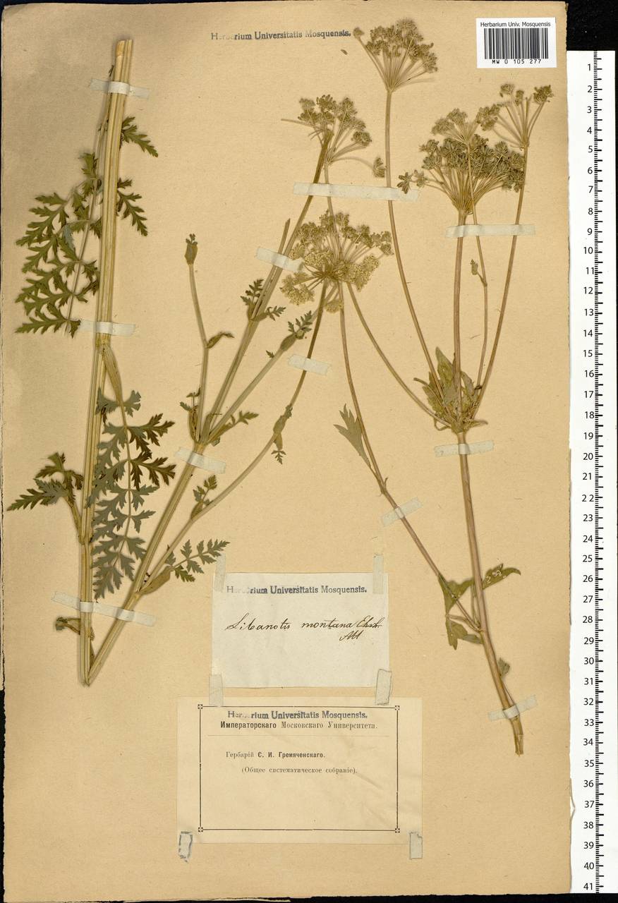 Seseli libanotis (L.) W.D.J.Koch, Siberia, Altai & Sayany Mountains (S2) (Russia)